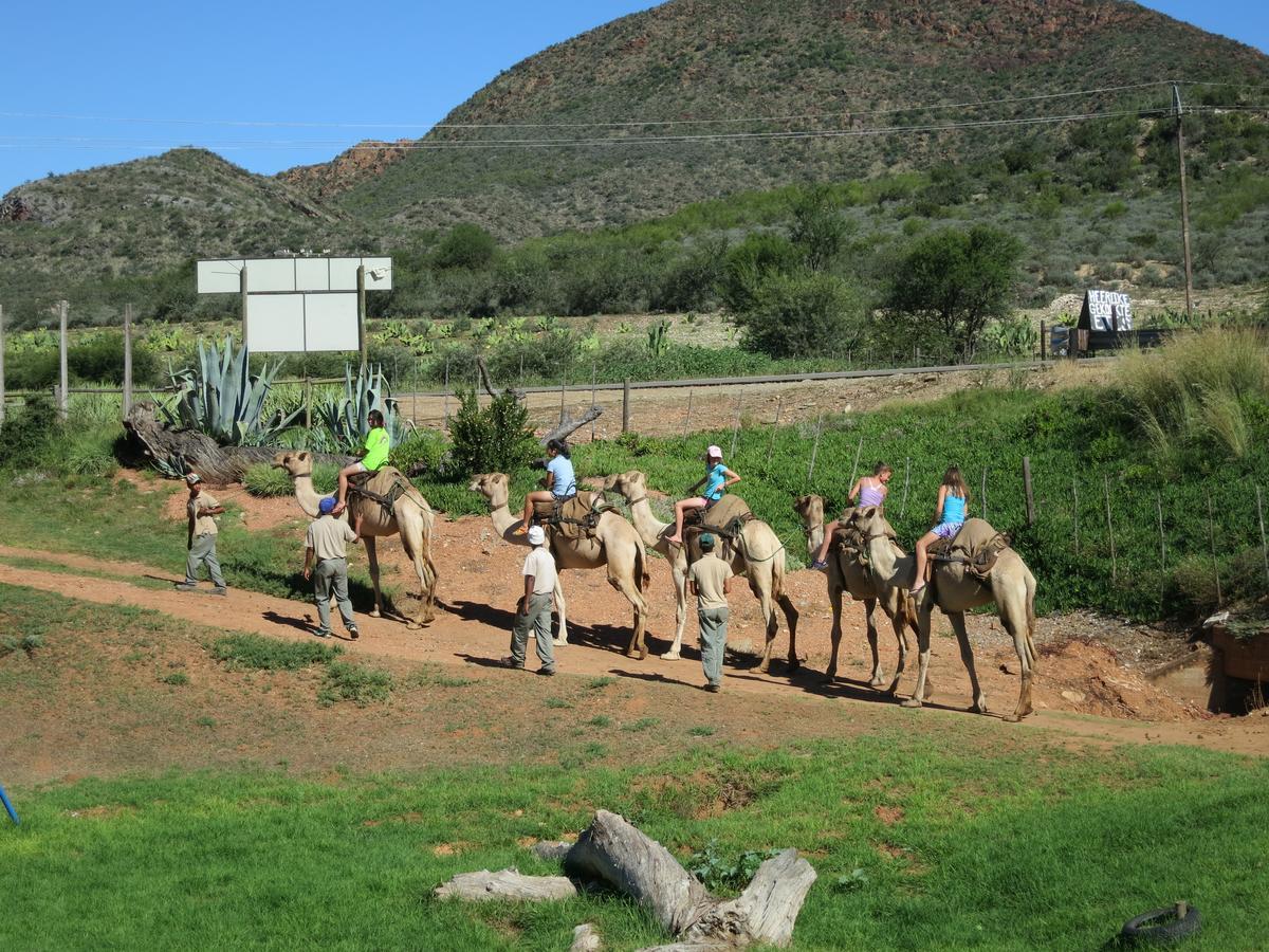 Wilgewandel Holiday Farm & Day Restaurant Oudtshoorn Eksteriør billede